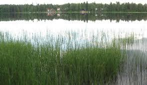 Jäälinjärvi