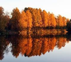 Lammassaari